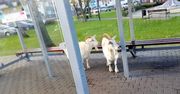 Wezwali policję do dwóch kóz. Stały na przystanku
