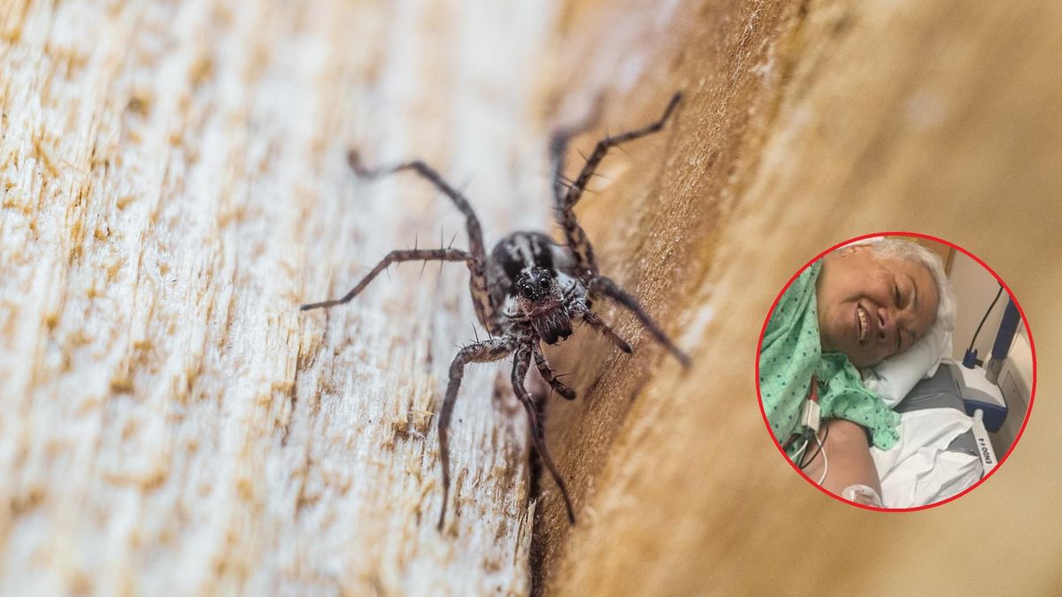 Susi Feltch-Malohifo'ou po pogryzieniu przez pająki zmaga się z bardzo groźną chorobą