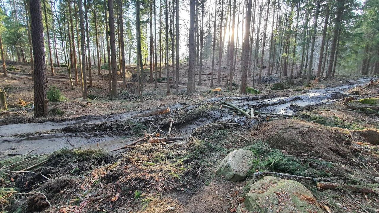 Wycinali drzewa. Zrujnowali górskie trasy dla rowerzystów