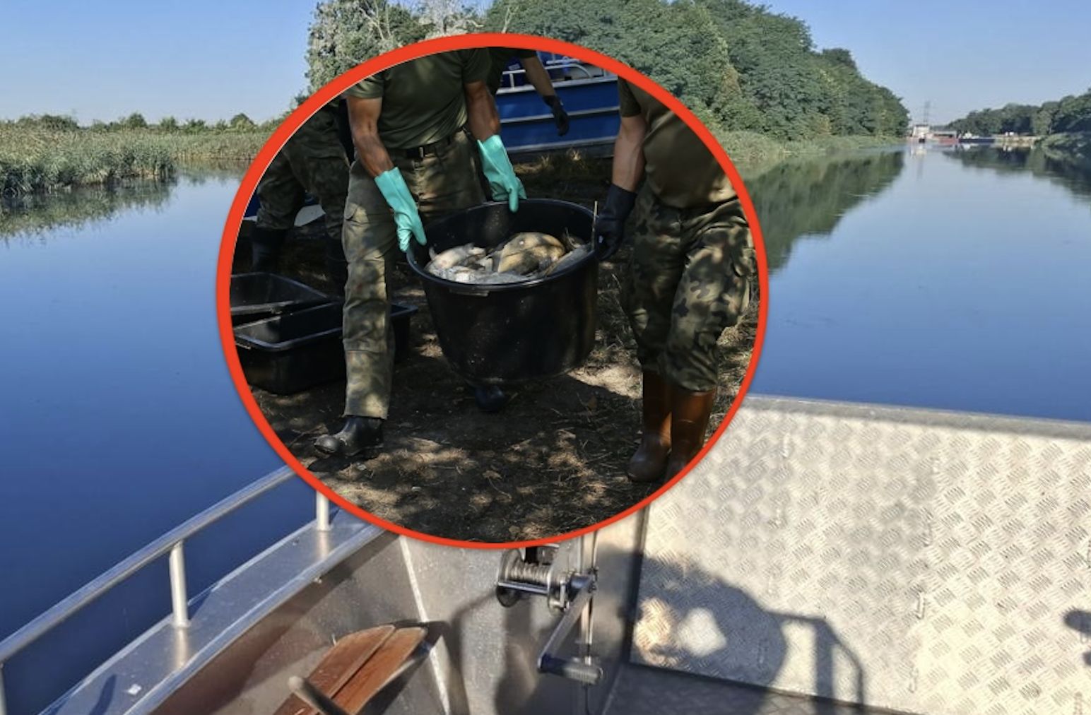 Złota alga w Kanale Gliwickim: 157 kg martwych ryb – alarm ekologiczny