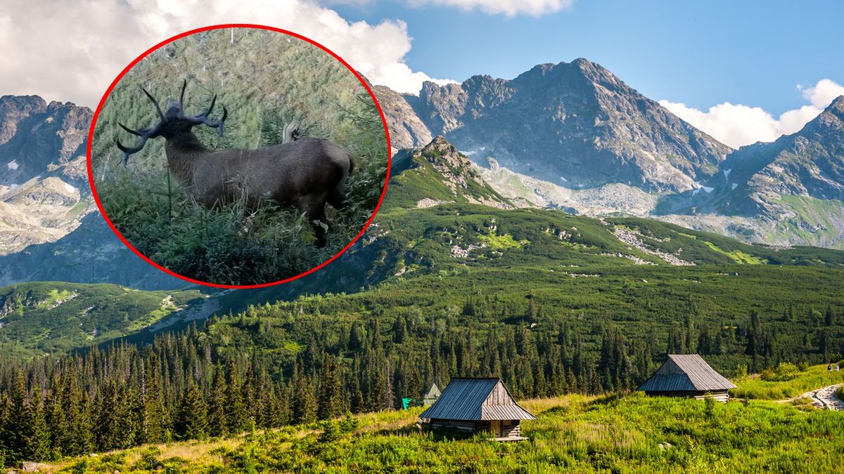 W Tatrach rozpoczęło się rykowisko