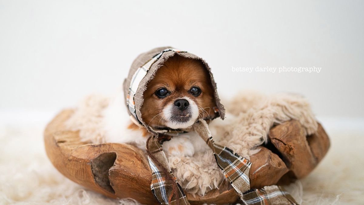 Pies zamiast noworodka. Zdjęcia, które poprawią ci humor 1