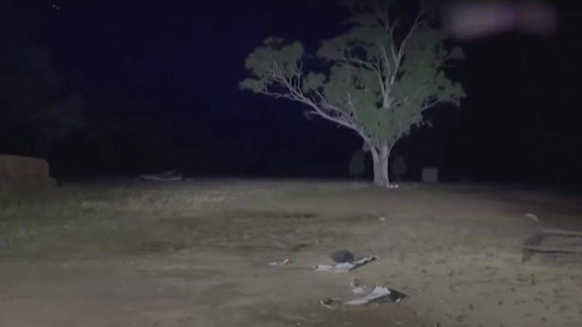 Plaga myszy atakuje Australię.