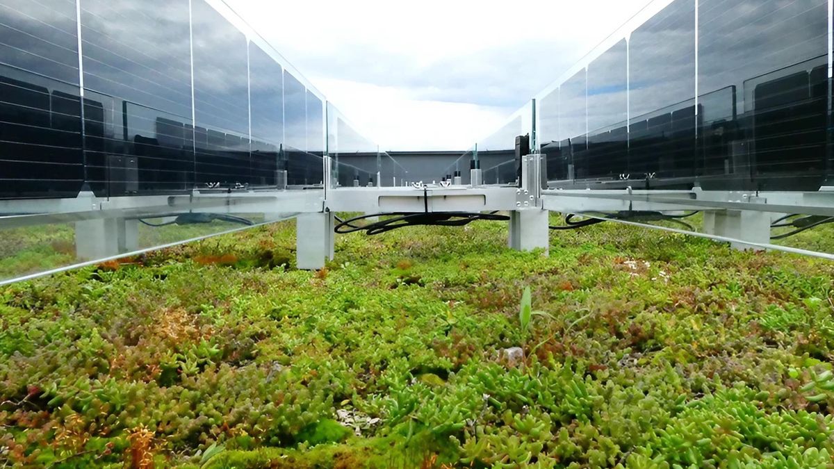 Zielony dach fotowoltaiczny