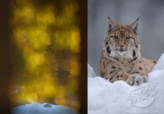 Rysi skandal w Szwecji - dlaczego fotografowie kłamią?