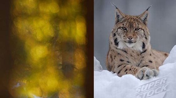 Rysi skandal w Szwecji - dlaczego fotografowie kłamią? 1