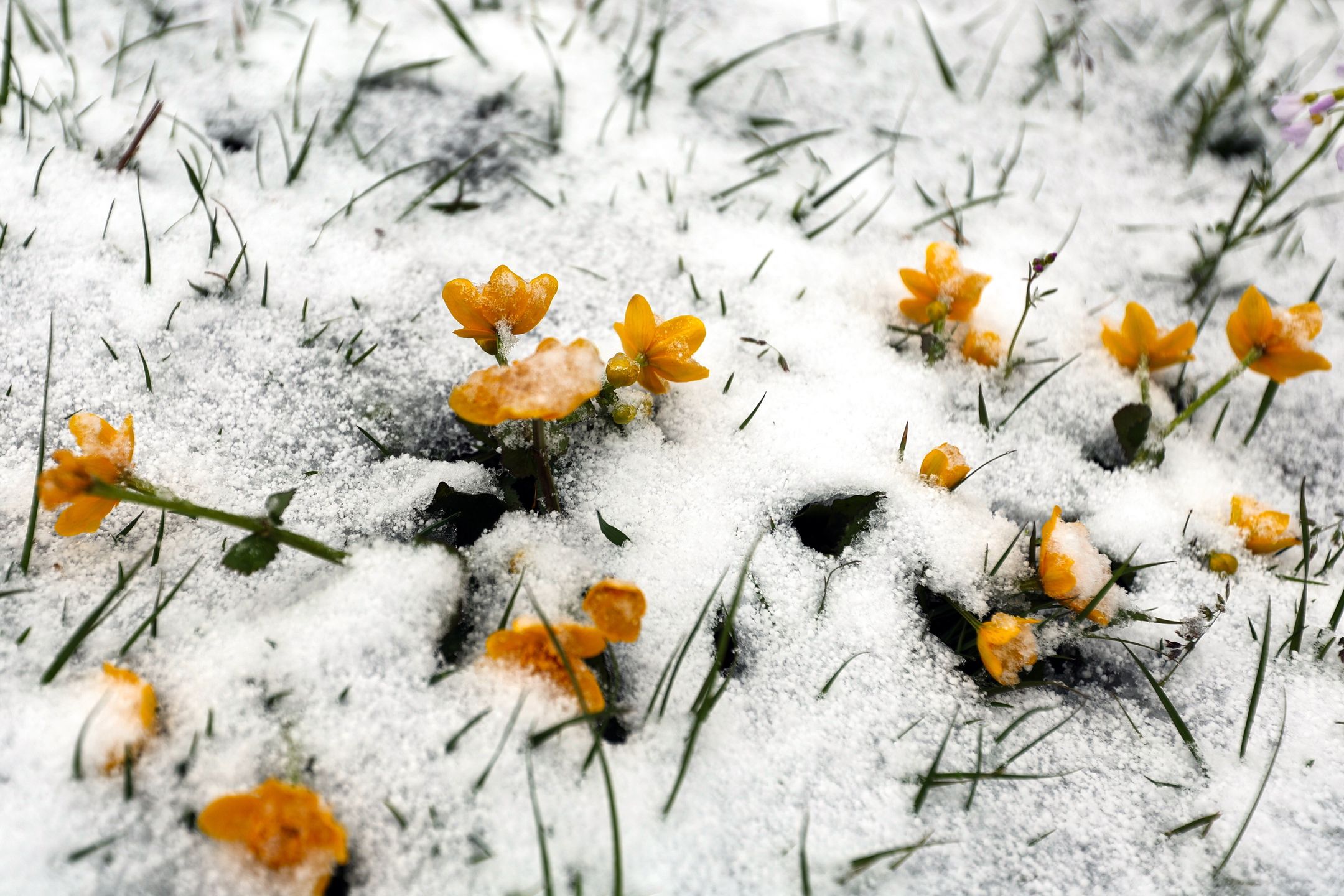 Zakopane, 18.04.2024. Śnieg w Zakopanem, 18 bm. W Tatry wróciła zima, na szczytach pada śnieg, a temperatura spadła tam do ok. minus 8 st. C. Obowiązuje pierwszy, niski stopień zagrożenia lawinowego. (sko) PAP/Grzegorz Momot