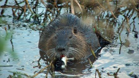 Co mają wspólnego bobry i śmierć Jezusa? 1