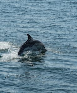 Złe wieści z Wysp. Delfin z Tamizy nie żyje