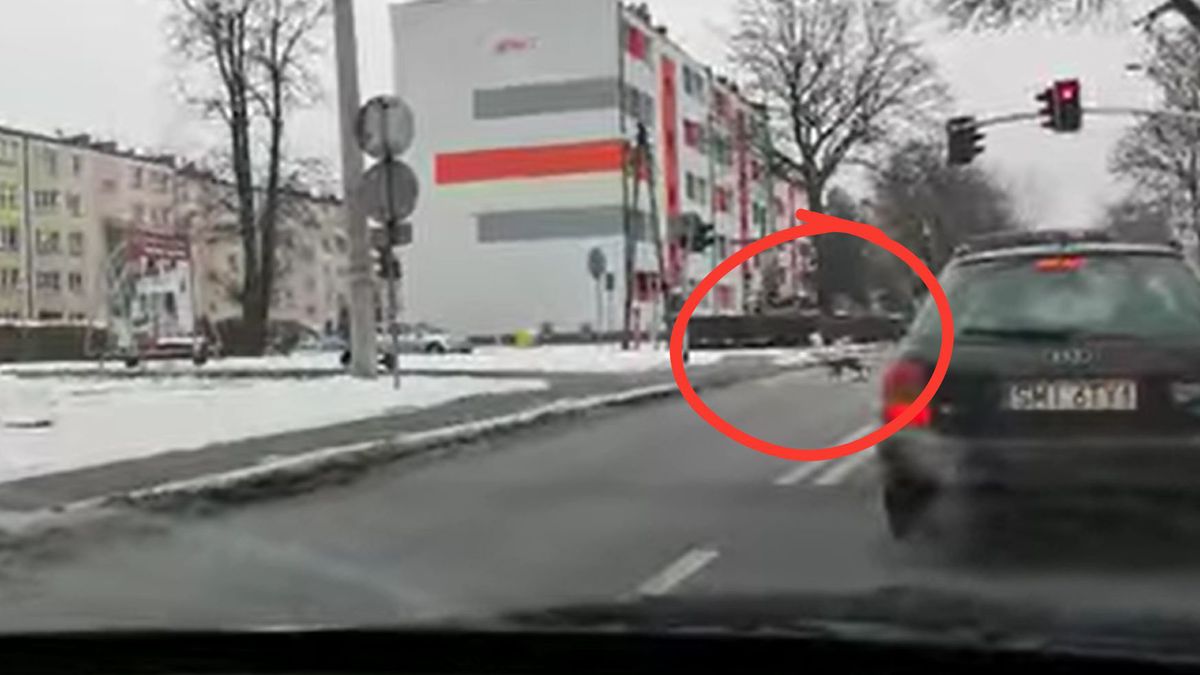 Zabawny filmik z lisem przestrzegającym zasad ruchu drogowego podbił serca internautów