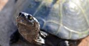 Myśleli, że zgubili żółwia. Odnalazł się po 30 latach
