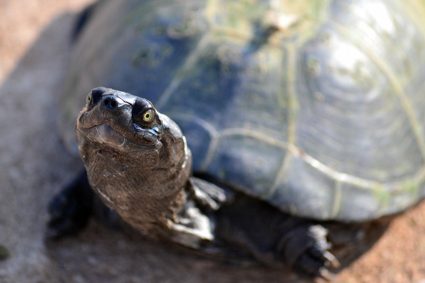 Pensaron que habían perdido a la tortuga.  Se encontró después de 30 años – o2