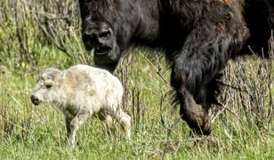 W Yellowstone wydarzyło się coś niezwykłego. Mówią o przepowiedni