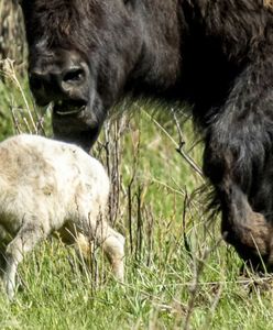 W Yellowstone wydarzyło się coś niezwykłego. Mówią o przepowiedni