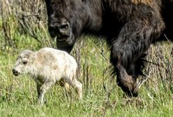 W Yellowstone wydarzyło się coś niezwykłego. Mówią o przepowiedni