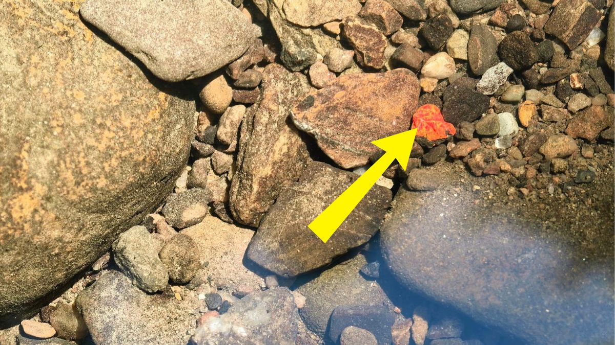 Czerwone kryształy realgaru w Nadleśnictwie Baligród.