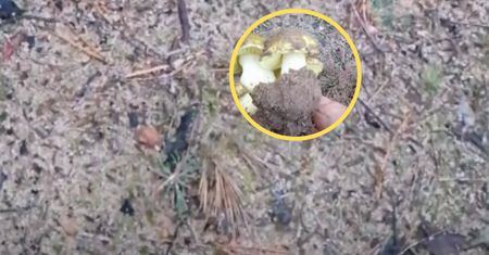 Szukajcie pęknięć w ziemi. Leśnik pokazał, co udało mu się wykopać