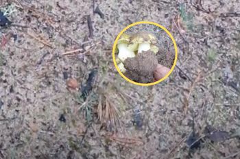 Szukajcie pęknięć w ziemi. Leśnik pokazał, co udało mu się wykopać