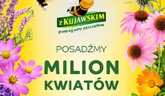 Startuje 9. edycja programu "Z Kujawskim pomagamy pszczołom"