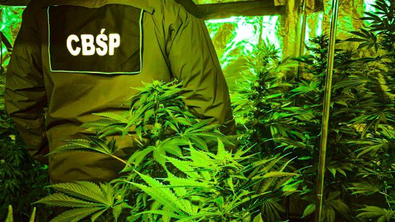 Śląskie Policjanci zlikwidowali dwie plantacje konopi..