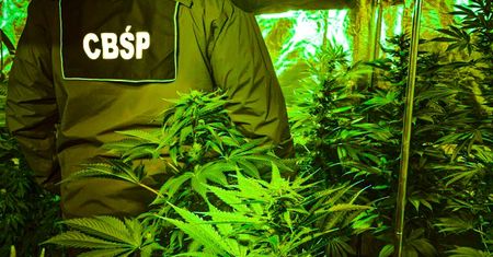 Śląskie. Akcja CBŚP. Zlikwidowane plantacje konopi indyjskich