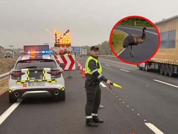 Myśleli, że to struś. Na autostradę wbiegł wielki ptak