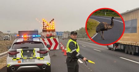 Myśleli, że to struś. Na autostradę wbiegł wielki ptak
