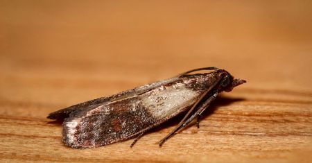 Pozbądź się moli spożywczych z domu. Potrzeba konsekwencji