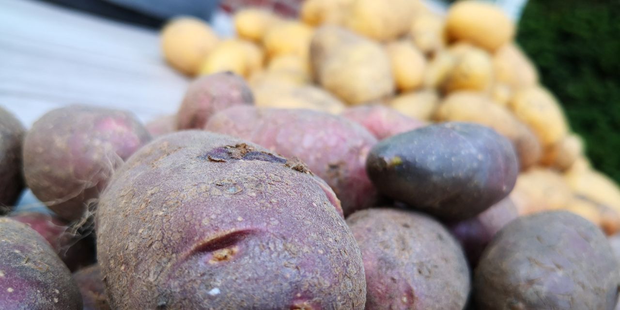 Purple potatoes, contrary to appearances, are not exotic.