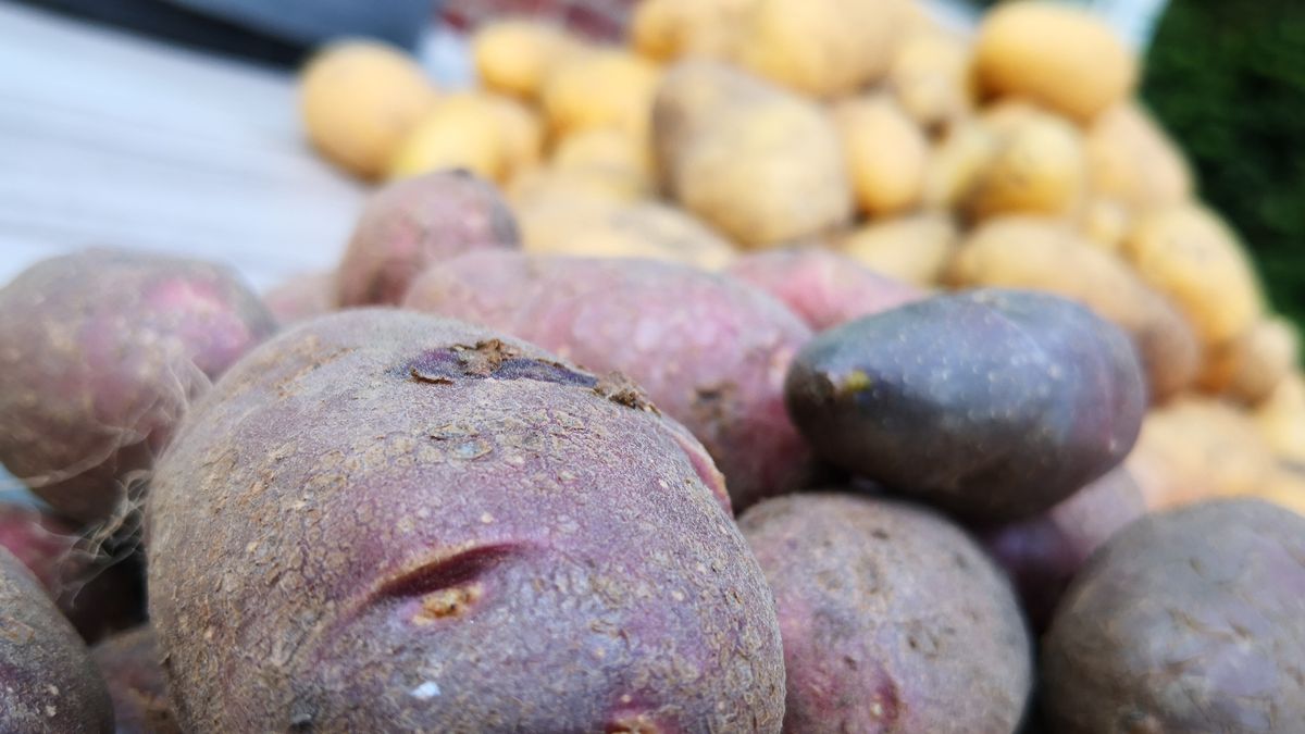 Fioletowe ziemnaki wbrew pozorom nie są egzotyczne