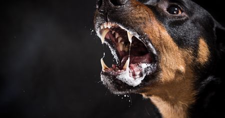 9-latka przestraszyła się bezpańskich psów. Potworna śmierć dziewczynki z Turcji