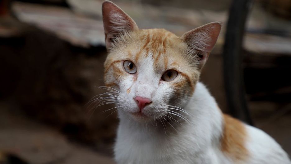 Wrocław. Koronawirus. W trudnych chwilach można pomóc schronisku przy ul. Ślazowej