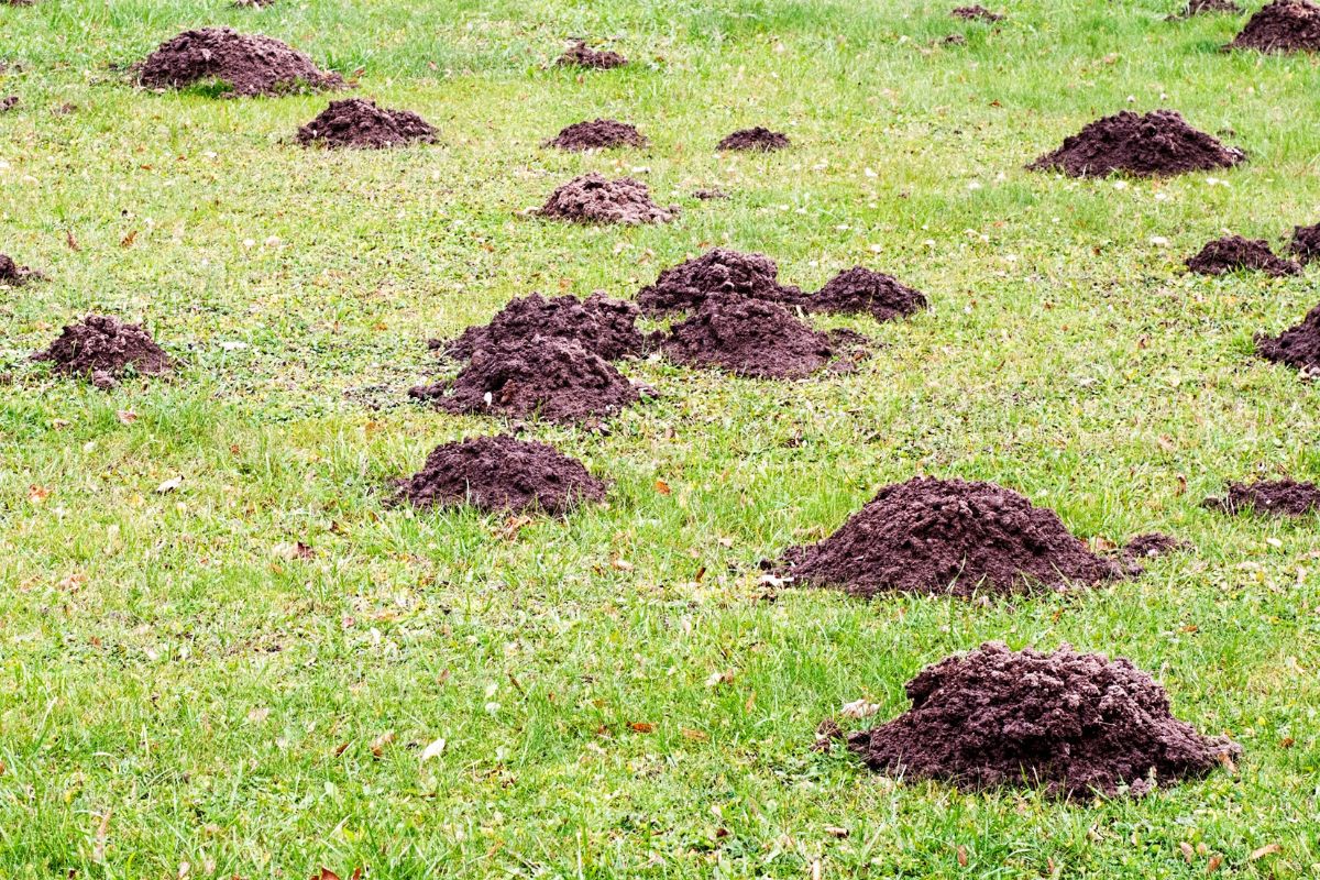 Nie sadź przy domu. Działa jak magnes nie tylko na krety