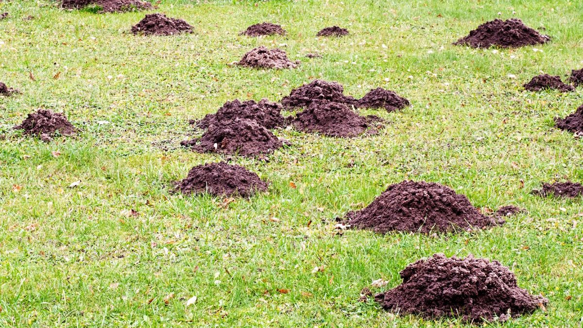 Dlaczego krety pojawiają się w ogrodzie?