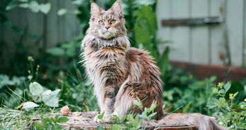 Jak małe rysie i tygrysy. Poznaj 6 największych ras kotów domowych