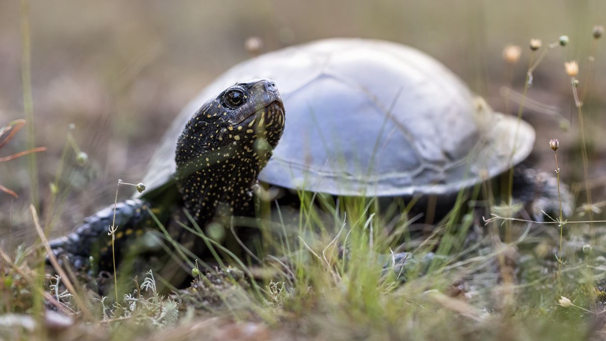 Żółw błotny wraca na tereny, gdzie nie widziano go od 80 lat