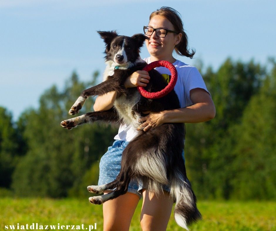 Border collie pies