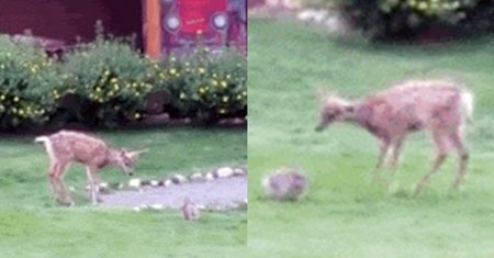Bambi i Tuptuś naprawdę istnieją!