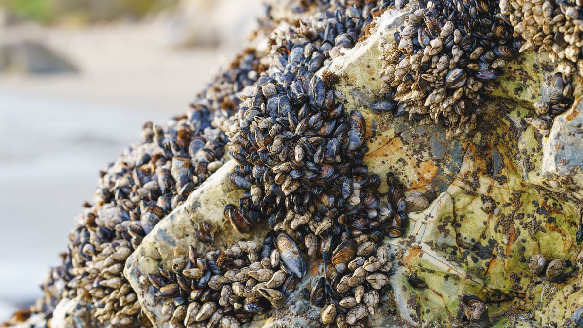 Pąkle gęsie żyją przytwierdzone do skał nad oceanem