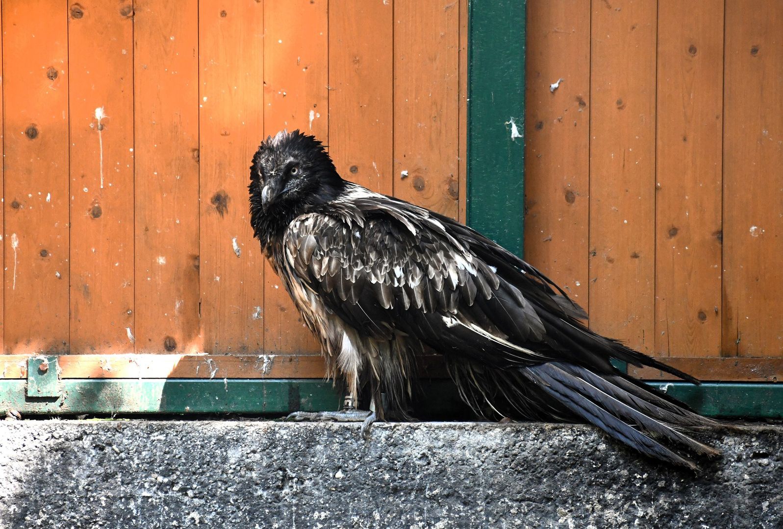 Orłosęp z Poznania trafił do zoo. Już wiadomo, jak wiele przeszedł