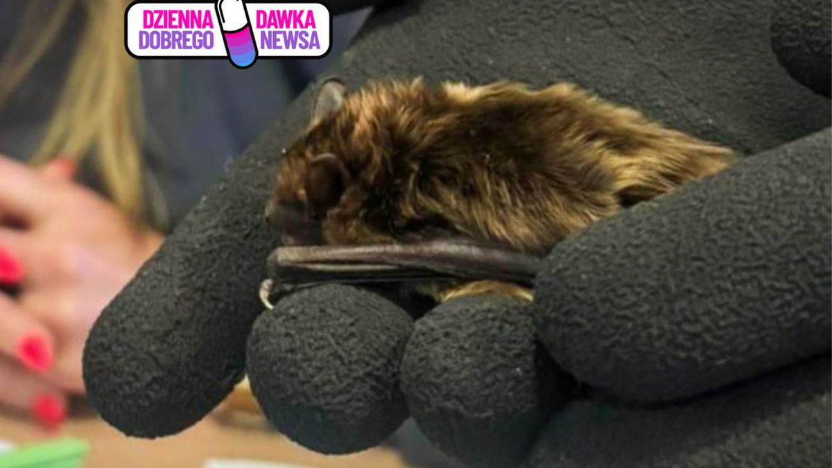 Coraz więcej nietoperzy w miastach. W Gołuchowie uczą, jak im po