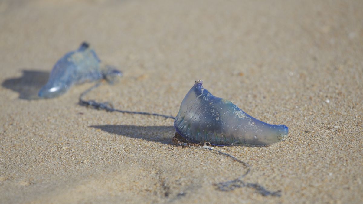 Żeglarz portugalski (Physalia physalis)
