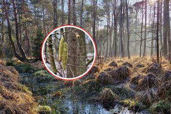Wyrosła mimo zimna. "Kokony" pojawiły się w lasach. Leśnicy tłumaczą