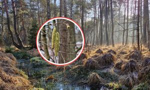 Wyrosła mimo zimna. "Kokony" pojawiły się w lasach. Leśnicy tłumaczą