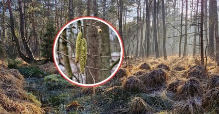 Wyrosła mimo zimna. "Kokony" pojawiły się w lasach. Leśnicy tłumaczą