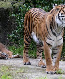 Poznań. Nie żyje tygrys Gideon uratowany z nielegalnej hodowli. "Nie doczekał końca procesu"