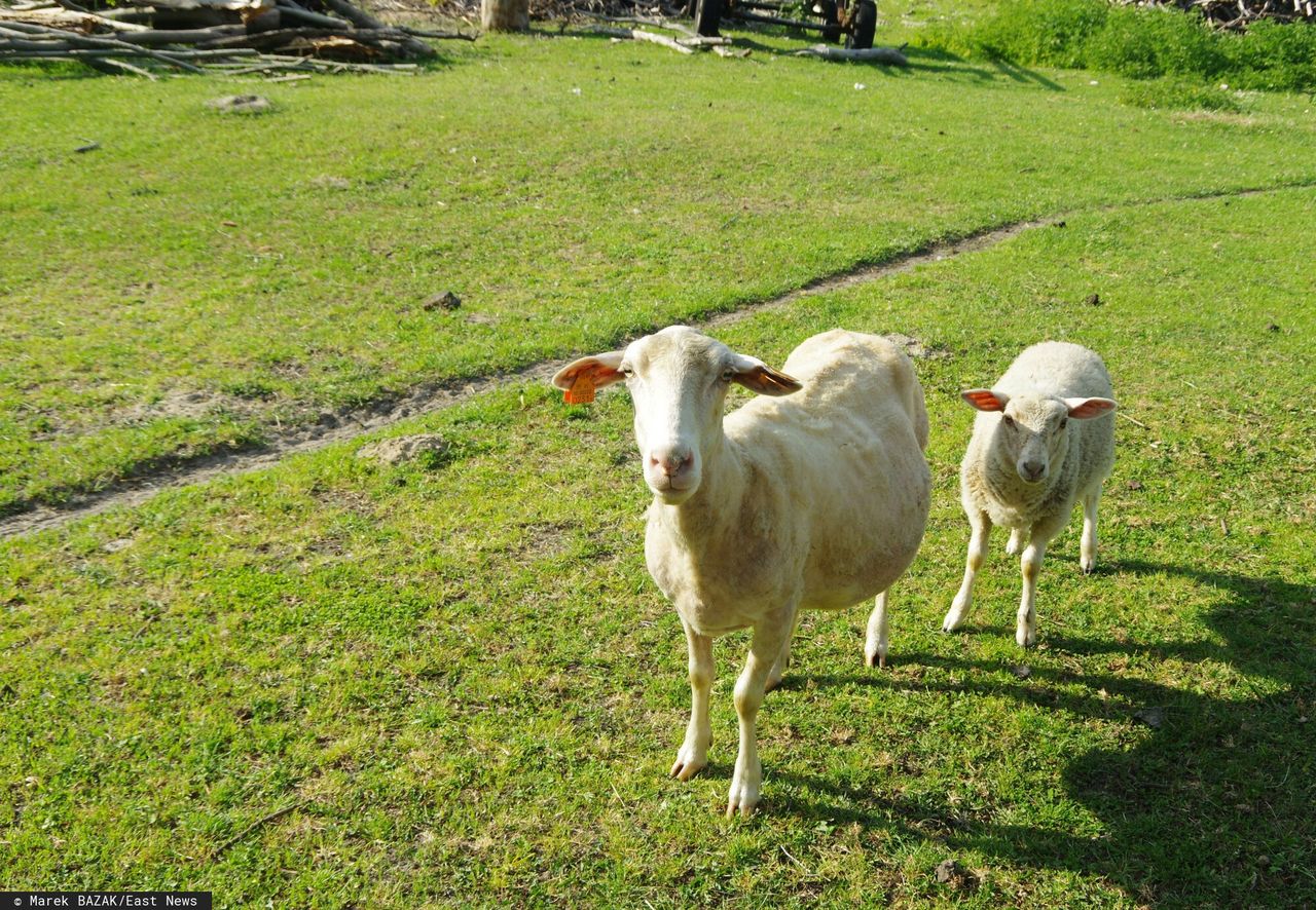 Stado owiec przeszło do Ukrainy