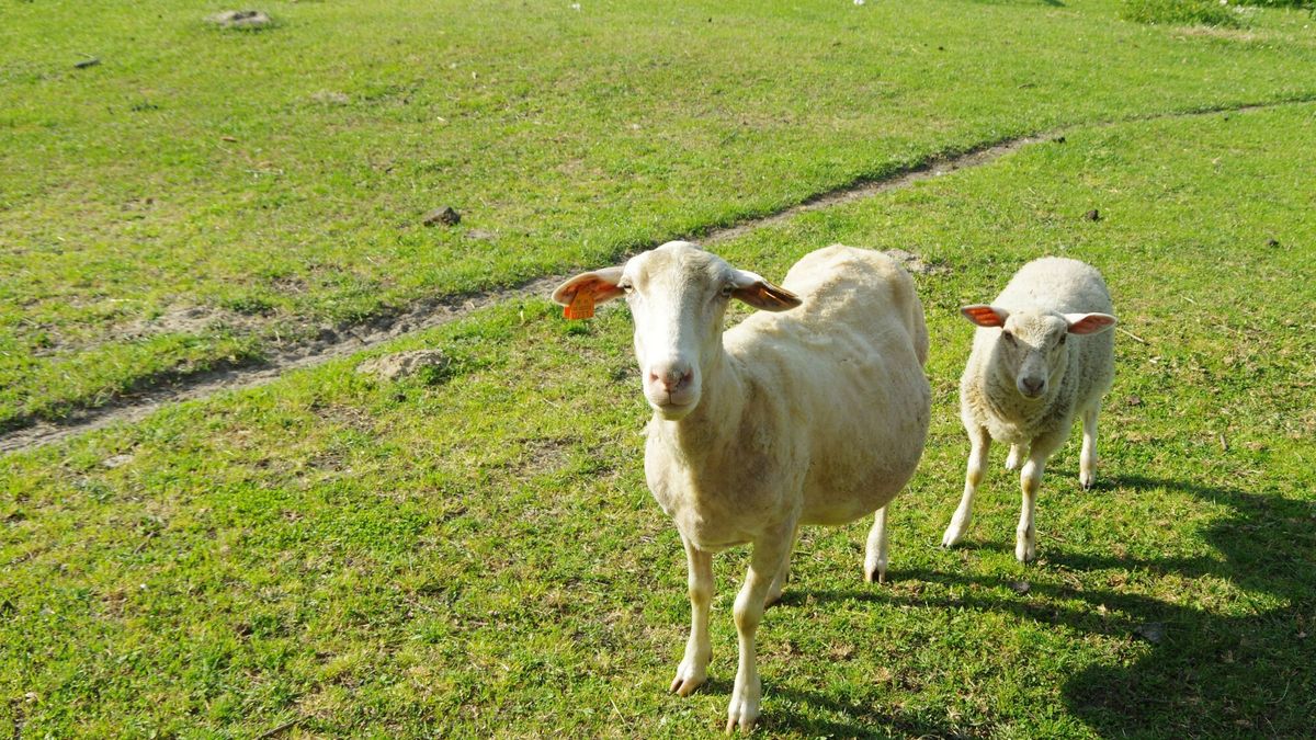 Stado owiec przeszło do Ukrainy