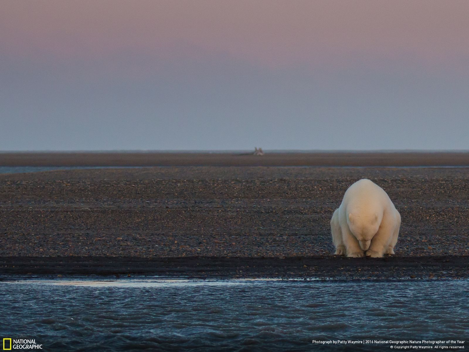 Poznaliśmy zwycięzców konkursu National Geographic Nature Photographer of the Year 2016 18