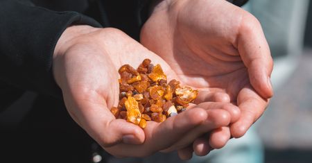 "Złoto Bałtyku" pojawiło się na plażach. Tyle płacą za kilogram